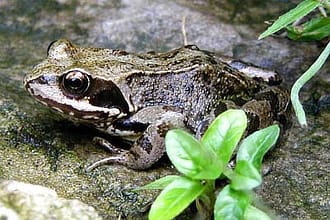 common frog